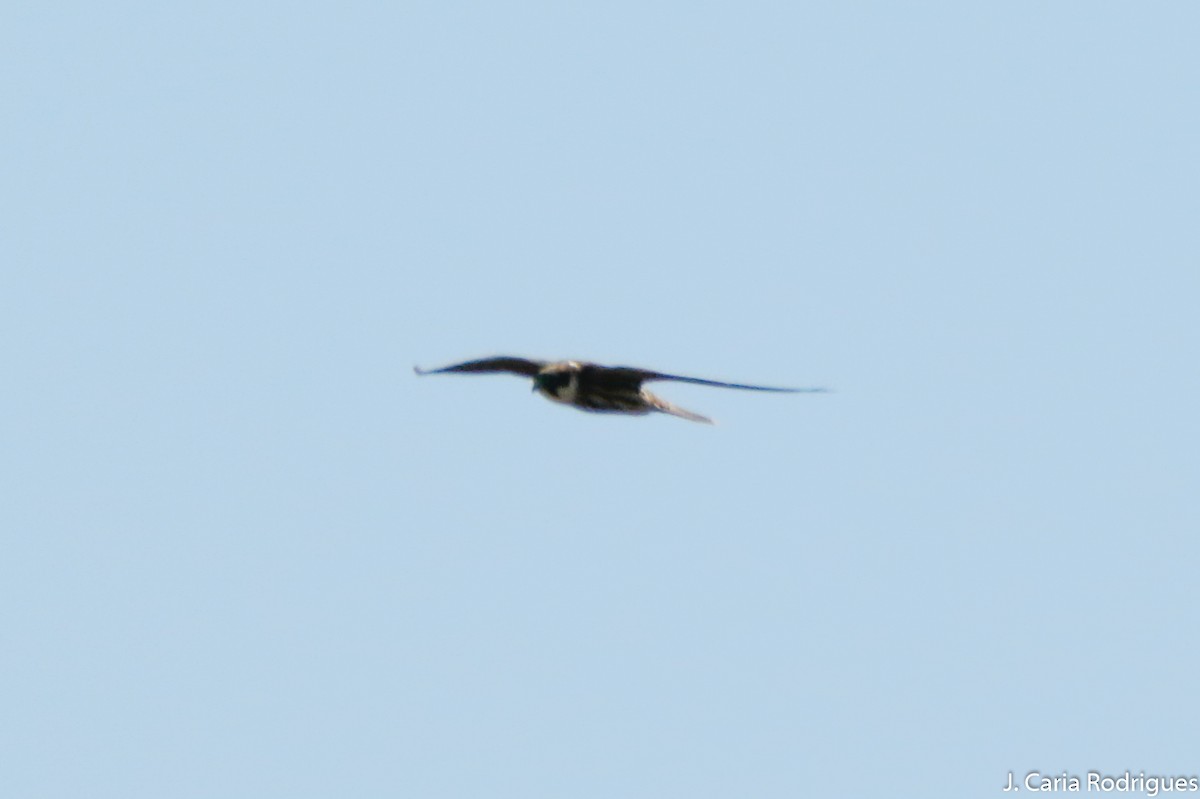 Eurasian Hobby - ML643102253