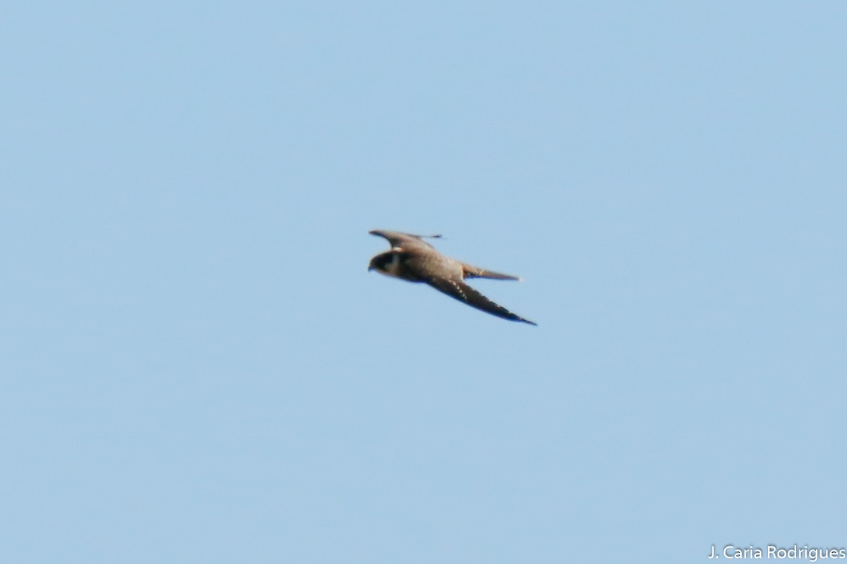 Eurasian Hobby - ML643102254
