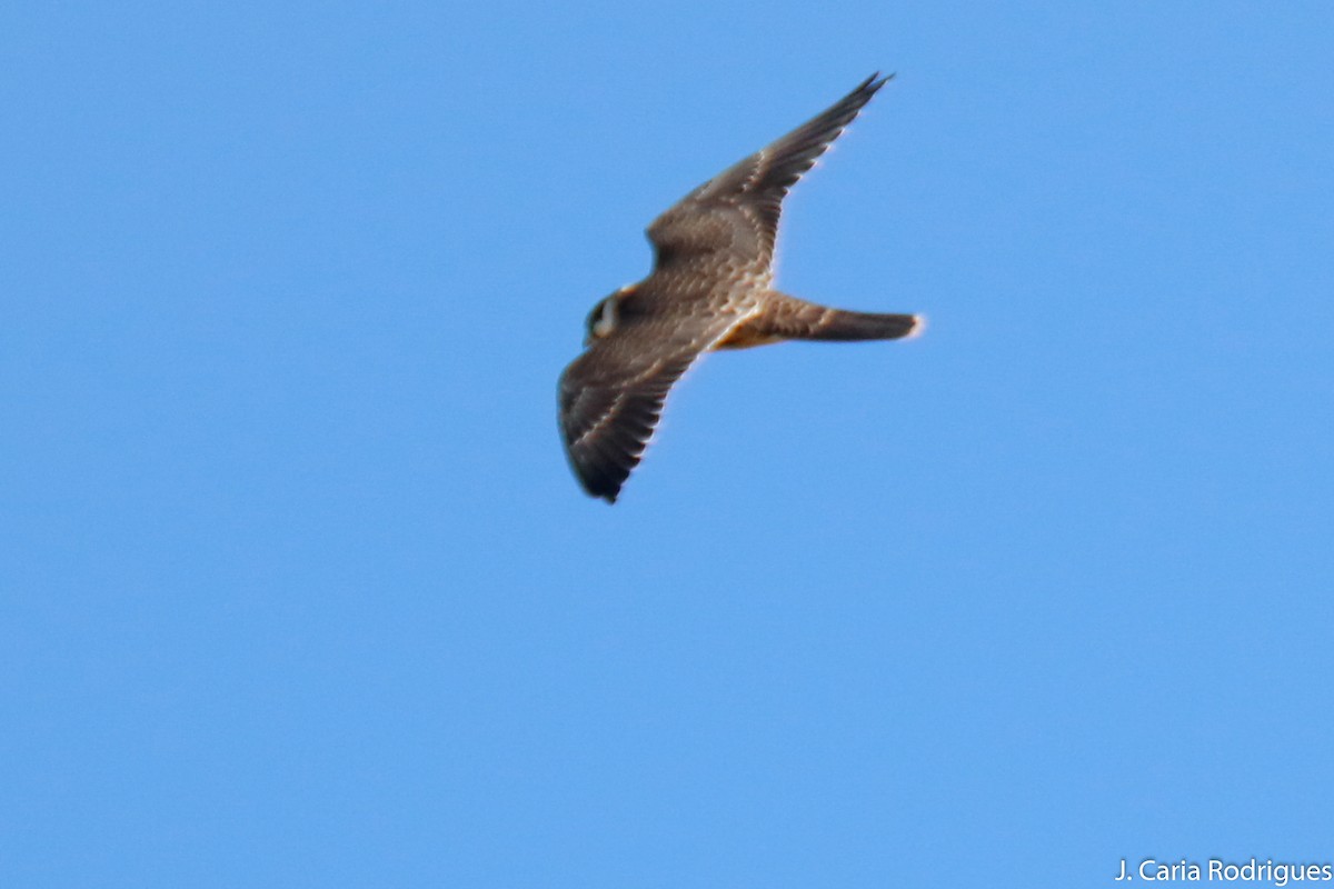 Eurasian Hobby - ML643102255
