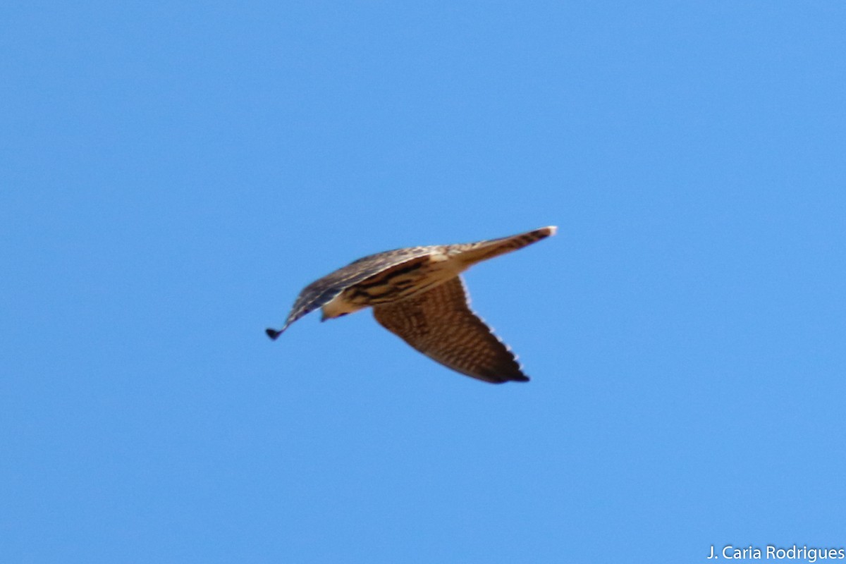 Eurasian Hobby - ML643102256