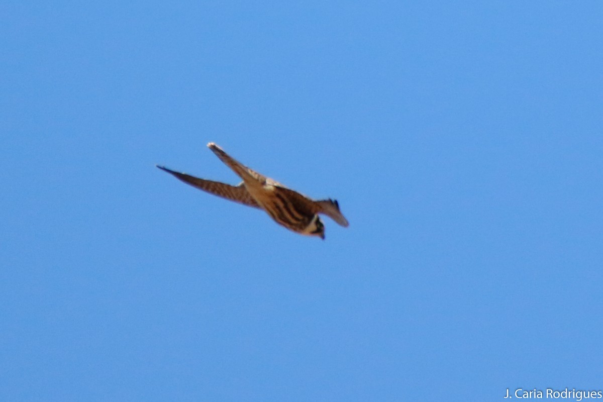 Eurasian Hobby - ML643102257