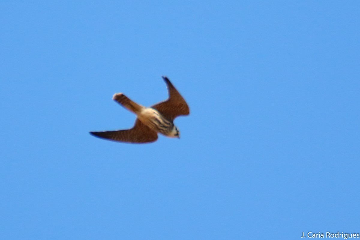 Eurasian Hobby - ML643102258