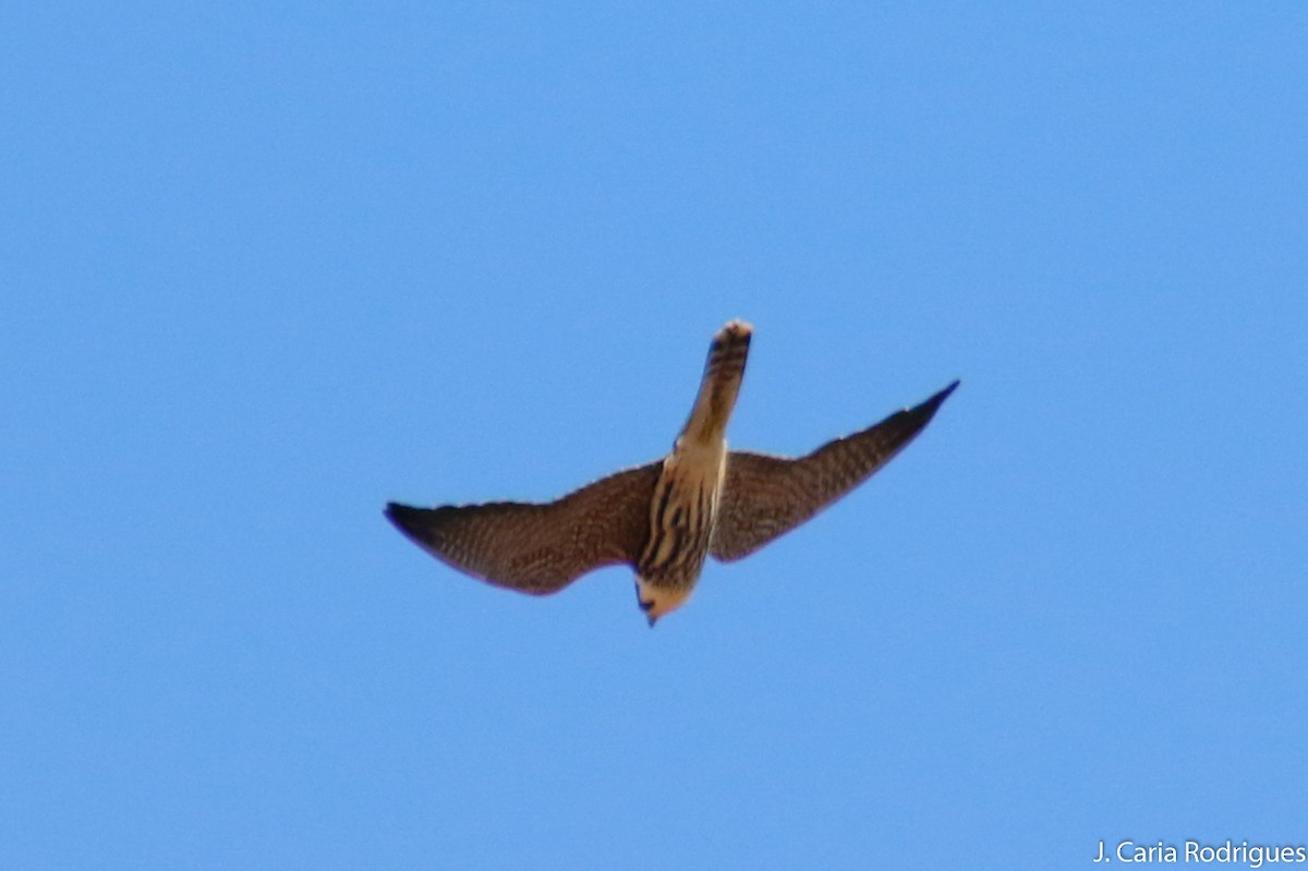 Eurasian Hobby - ML643102259
