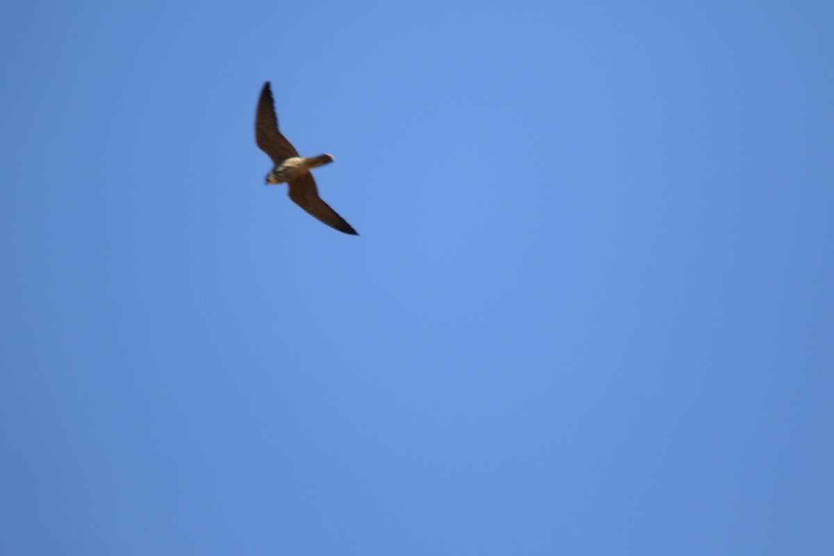Eurasian Hobby - ML643102260