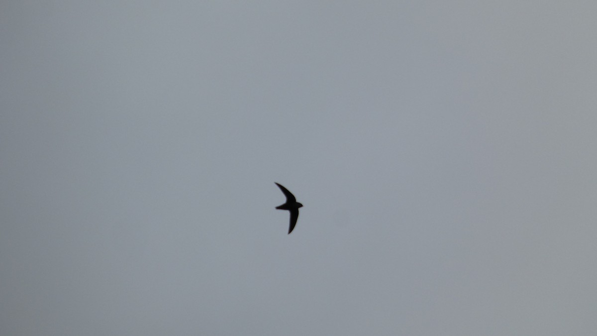 Chimney Swift - ML643102292