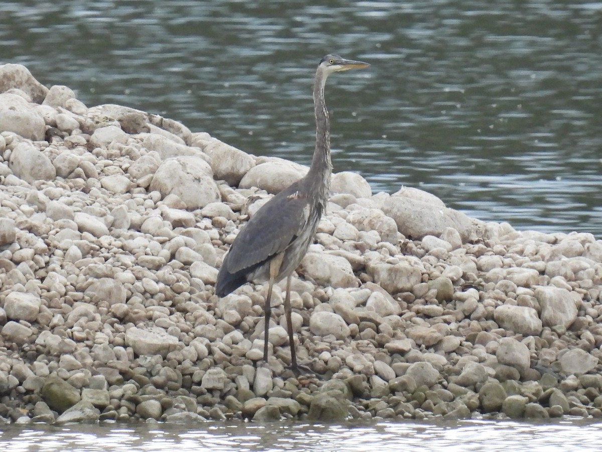 Great Blue Heron - ML643102303