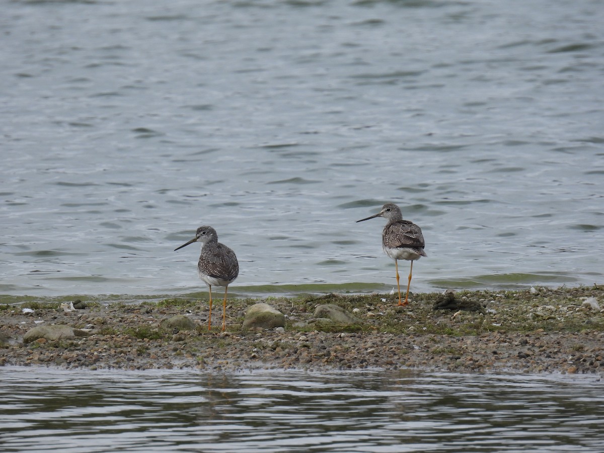 Greater Yellowlegs - ML643102327