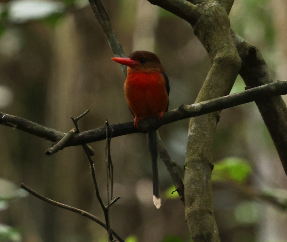 Brown-headed Paradise-Kingfisher - ML643102330