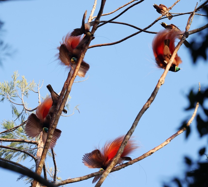 Raggiana Bird-of-Paradise - ML643102342