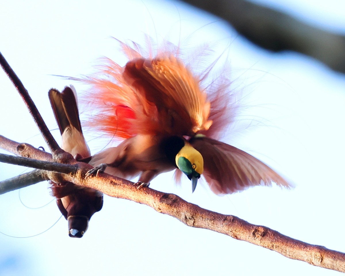 Raggiana Bird-of-Paradise - ML643102343