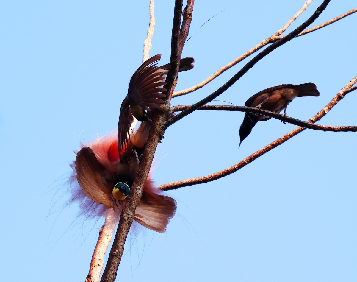 Raggiana Bird-of-Paradise - ML643102344