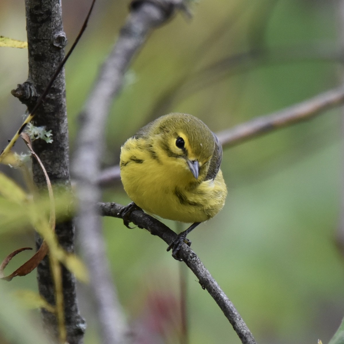 Prairie Warbler - ML643102353