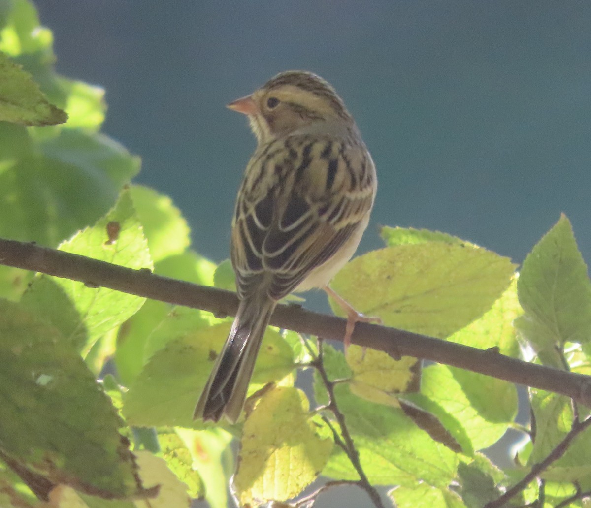 Clay-colored Sparrow - ML643102368