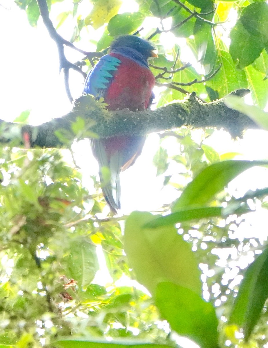 Resplendent Quetzal - ML643102377