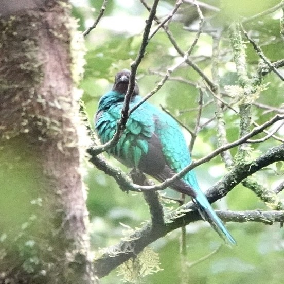 Resplendent Quetzal - ML643102378