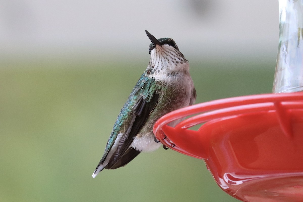 Ruby-throated Hummingbird - ML643102387