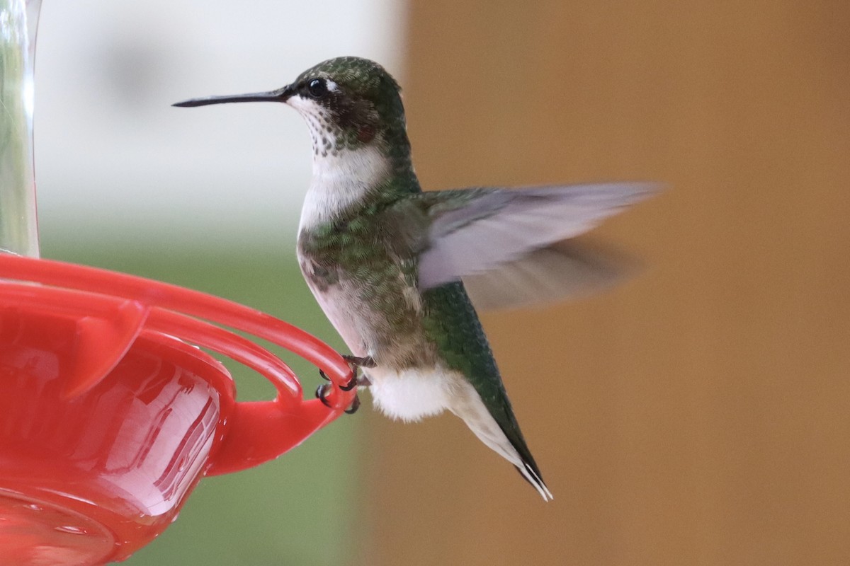 Ruby-throated Hummingbird - ML643102388