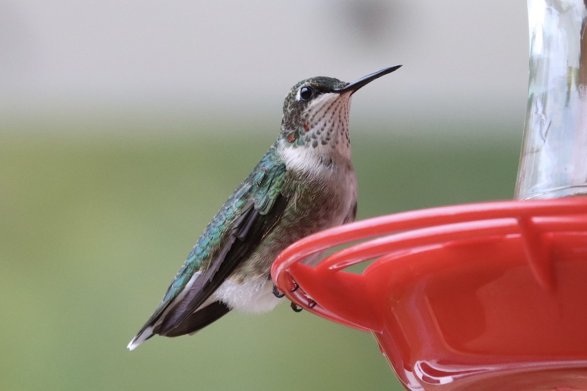Ruby-throated Hummingbird - ML643102389