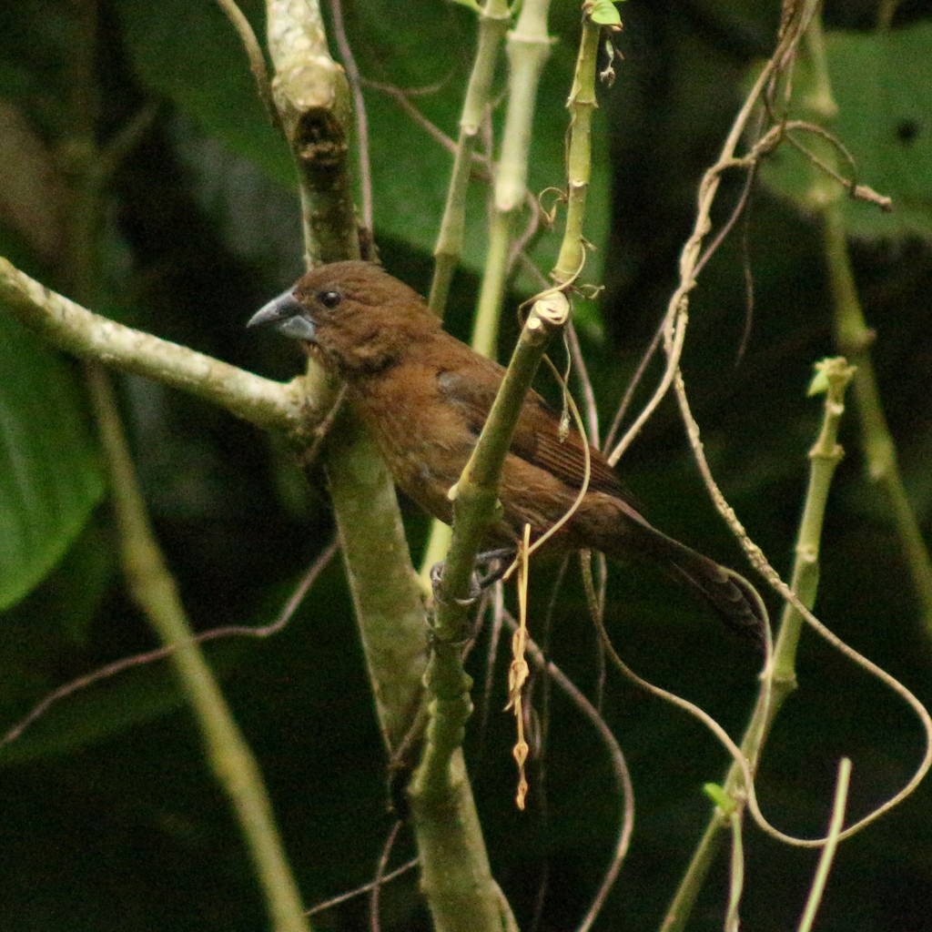 Blue-black Grosbeak - ML643102390