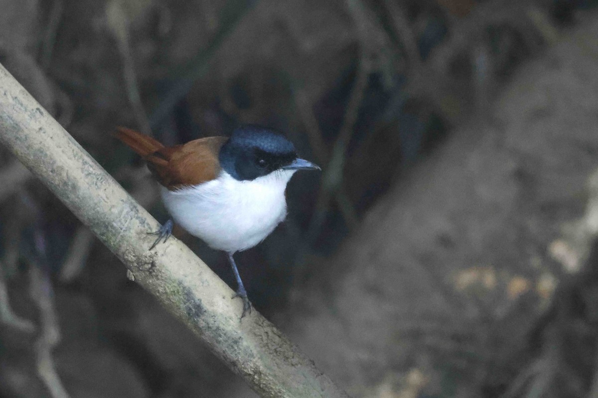 Shining Flycatcher - ML643102391