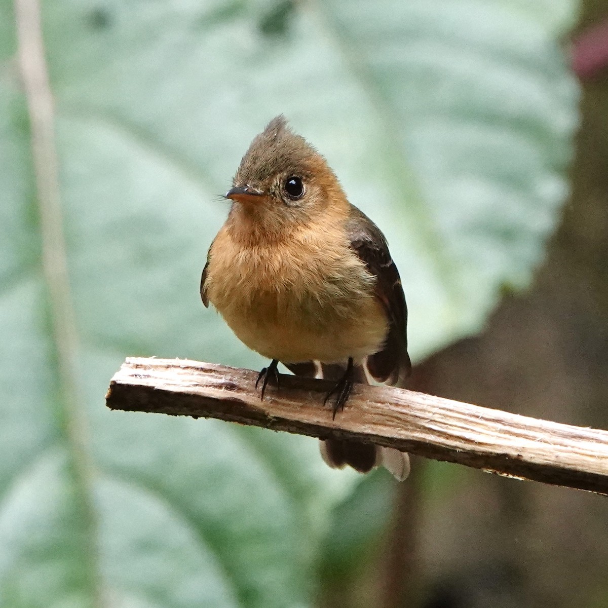 Tufted Flycatcher - ML643102394