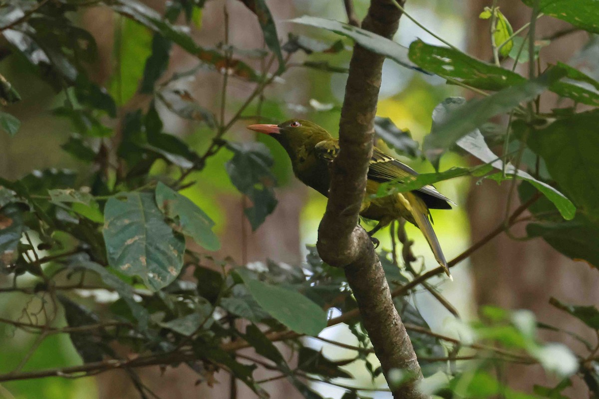 Green Oriole - ML643102402