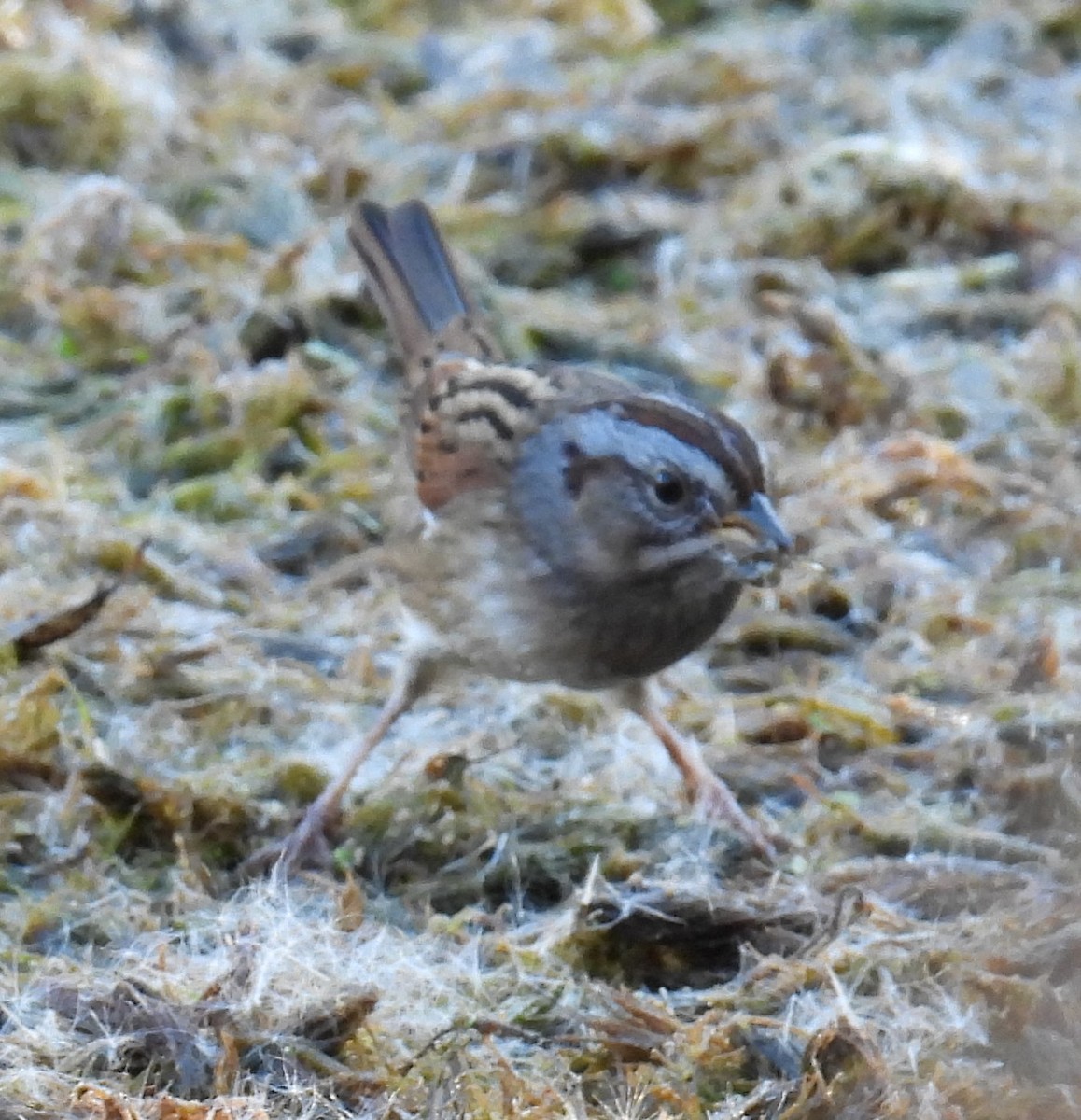 Swamp Sparrow - ML643102413