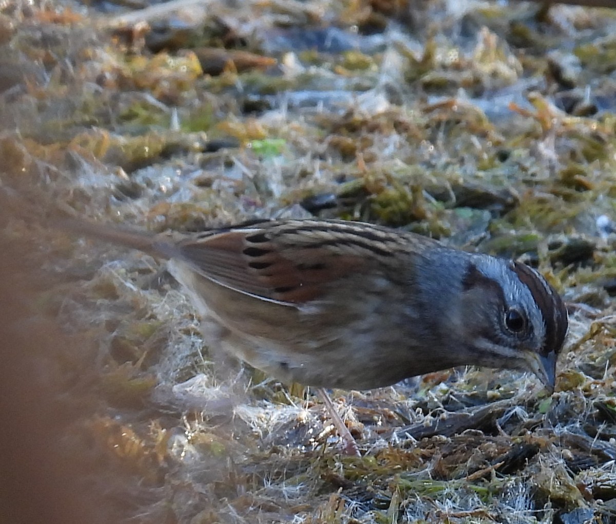 Swamp Sparrow - ML643102414