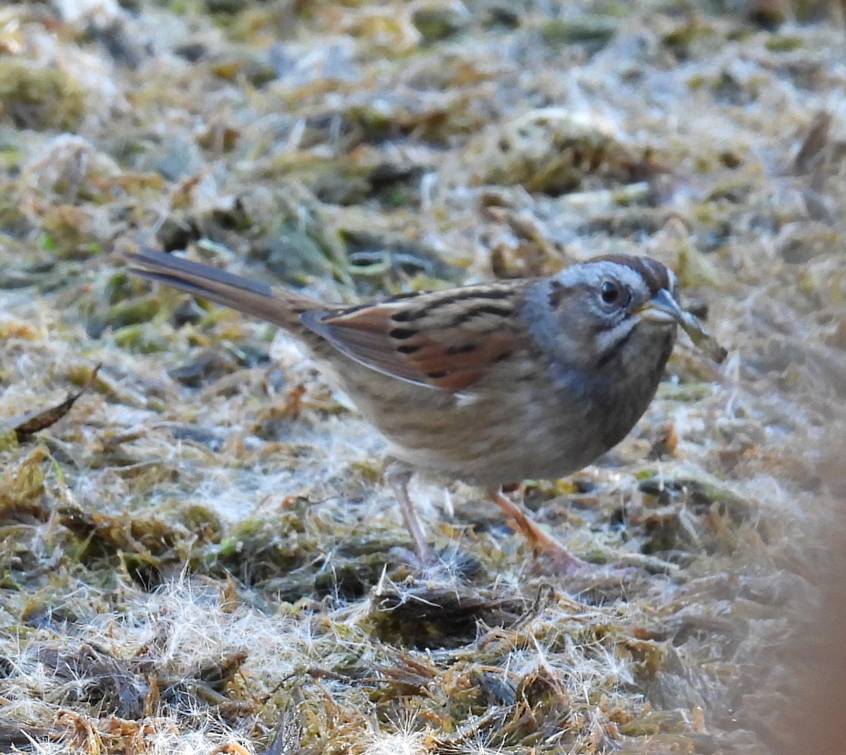 Swamp Sparrow - ML643102415