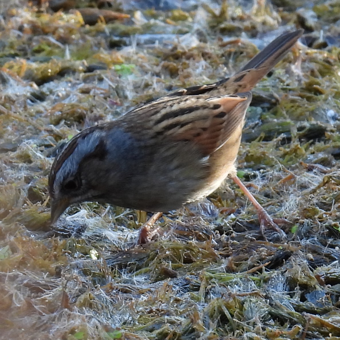 Swamp Sparrow - ML643102416