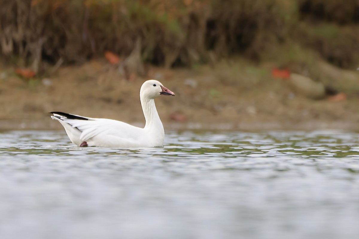Snow Goose - ML643102424