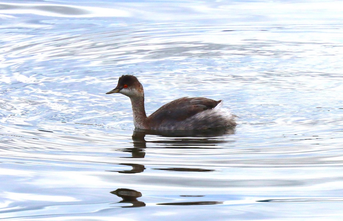 Eared Grebe - ML643102427