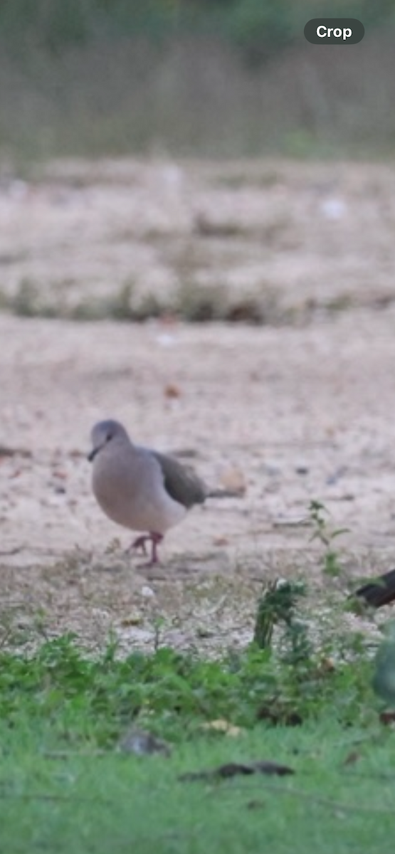 White-tipped Dove - ML643102473