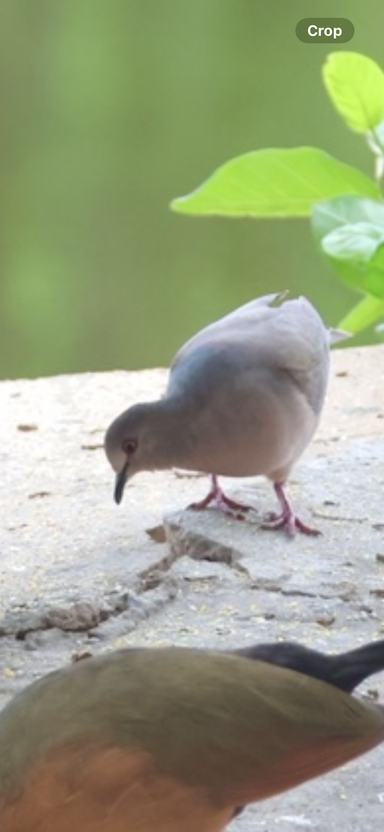 White-tipped Dove - ML643102474