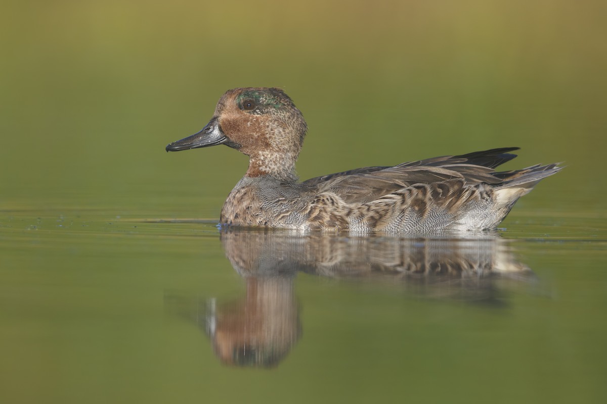 Green-winged Teal - ML643102484