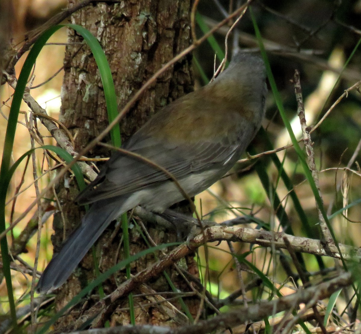 Gray Shrikethrush - ML64310251