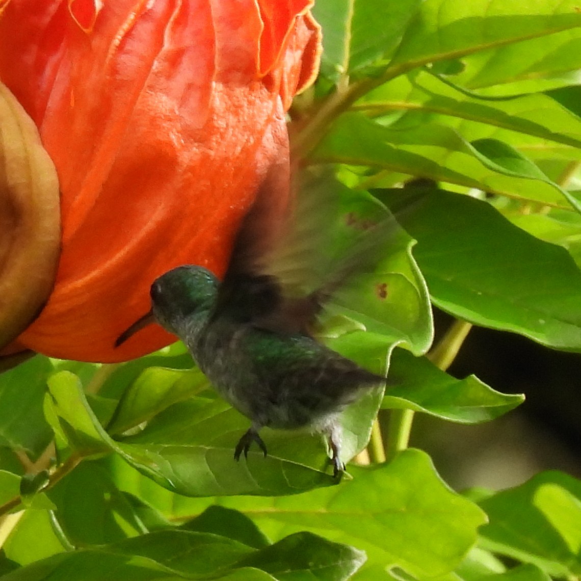 Blue-chested Hummingbird - ML643102519