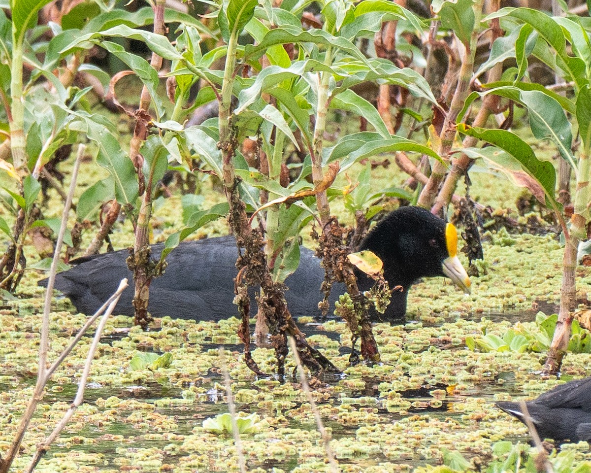 White-winged Coot - ML643102545