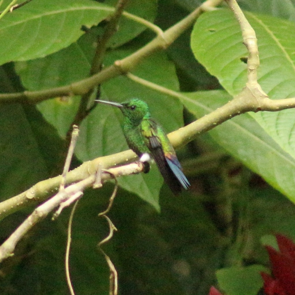 Blue-vented Hummingbird - ML643102548