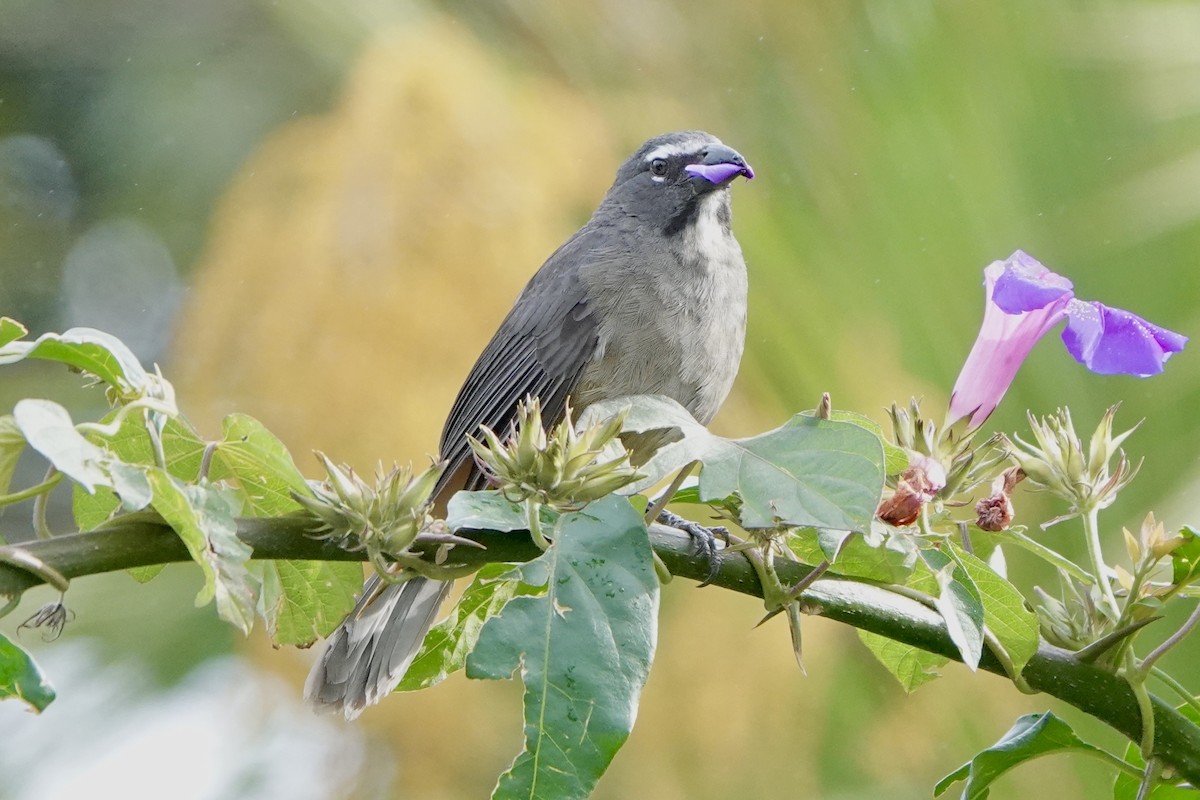 Cinnamon-bellied Saltator - ML643102549