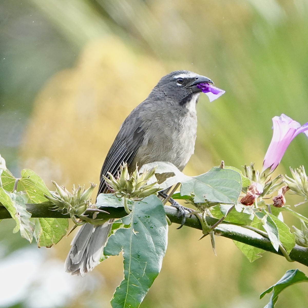 Cinnamon-bellied Saltator - ML643102550