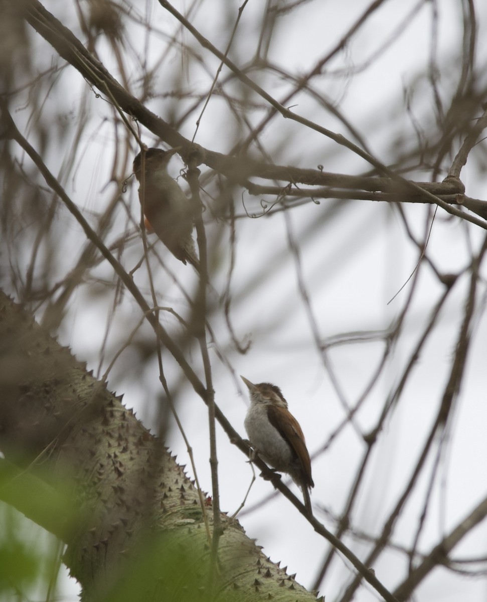 Scarlet-backed Woodpecker - ML643102593