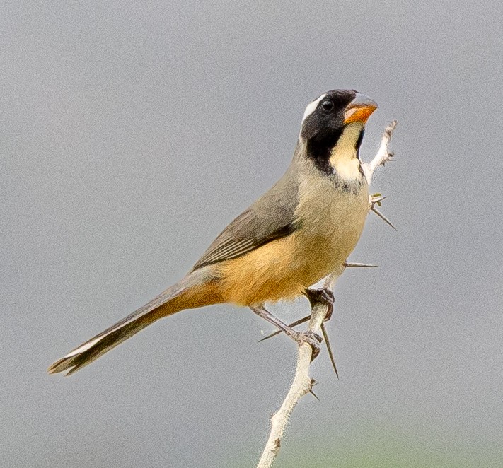 Golden-billed Saltator - ML643102599
