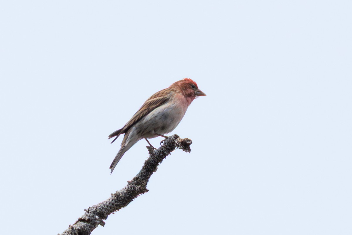 rødkronerosenfink - ML643102602