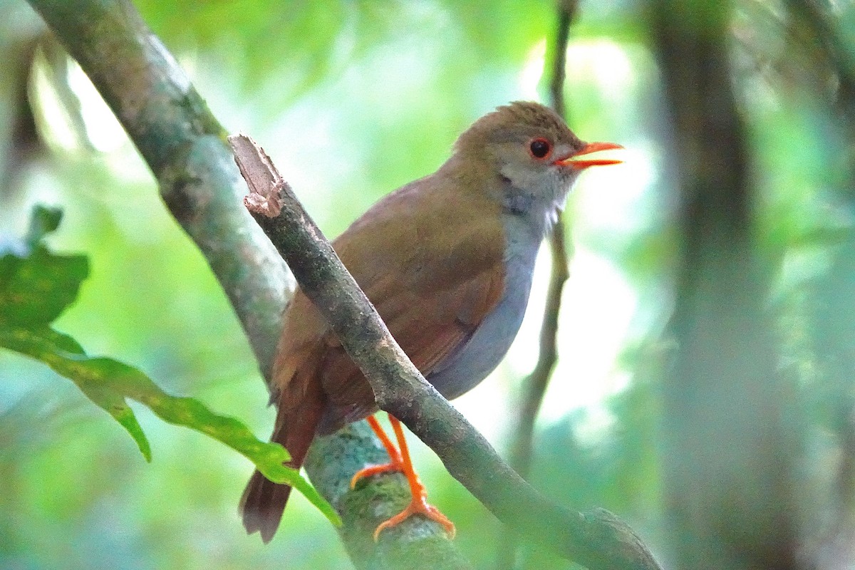 Orange-billed Nightingale-Thrush - ML643102616