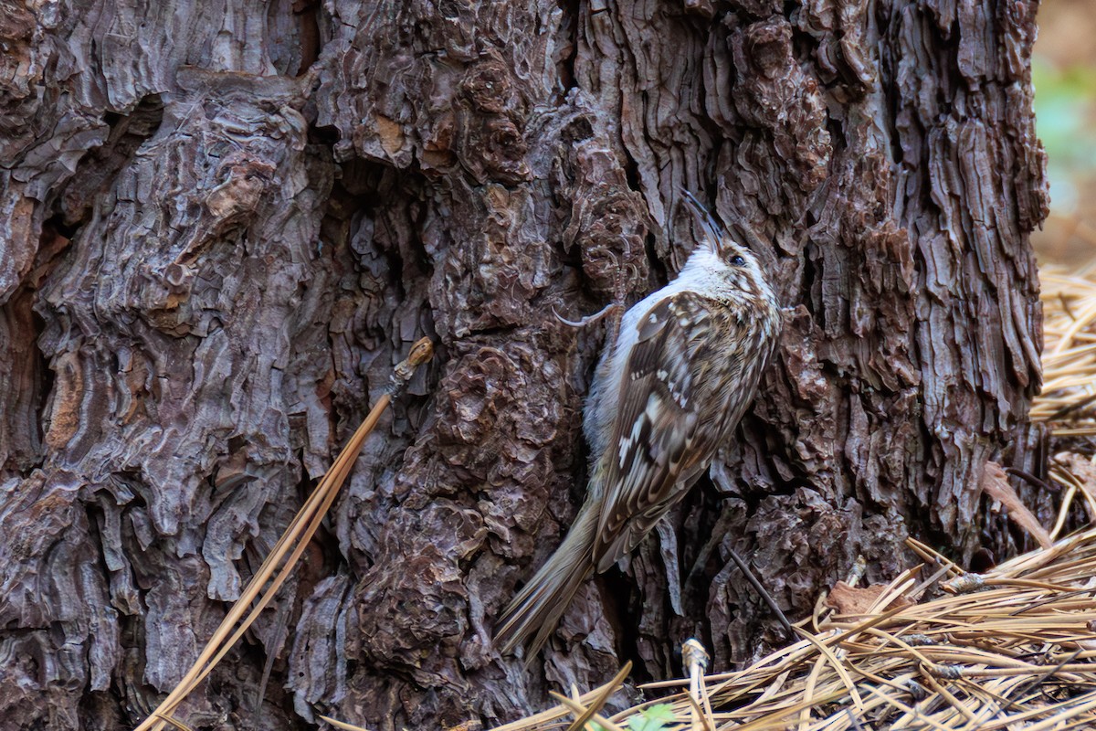 Brown Creeper - ML643102647