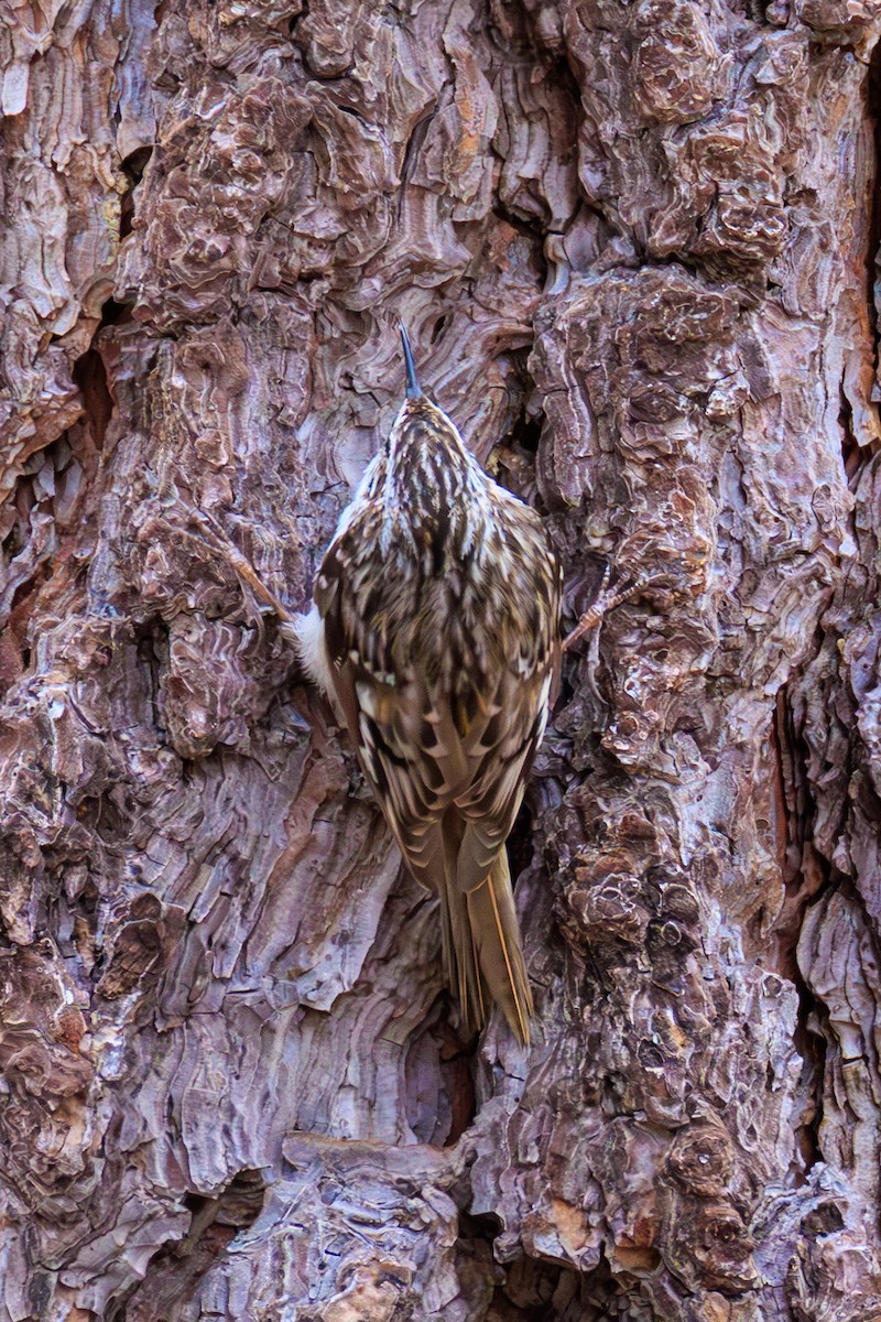 Brown Creeper - ML643102648