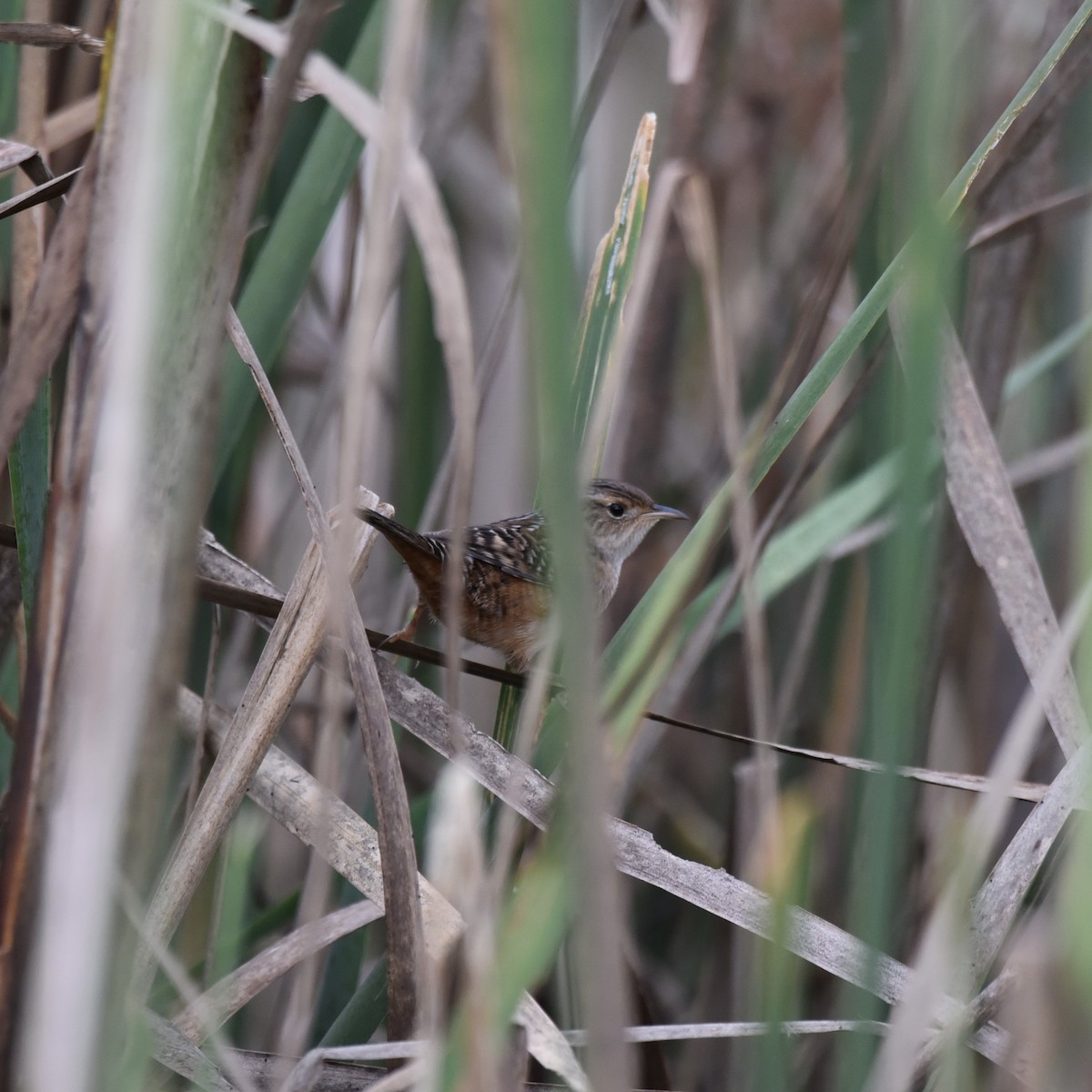 Sedge Wren - ML643102661