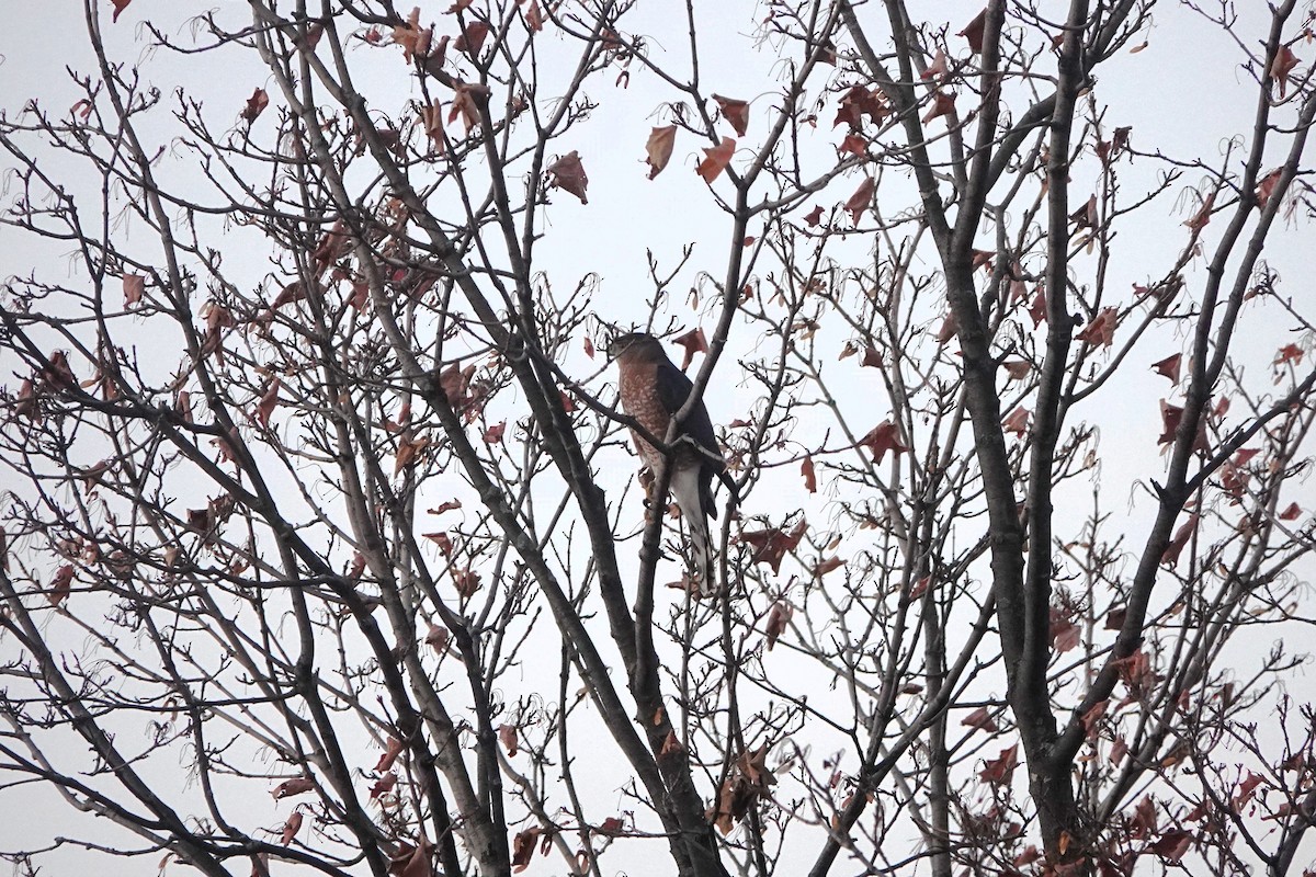 Cooper's Hawk - ML643102747