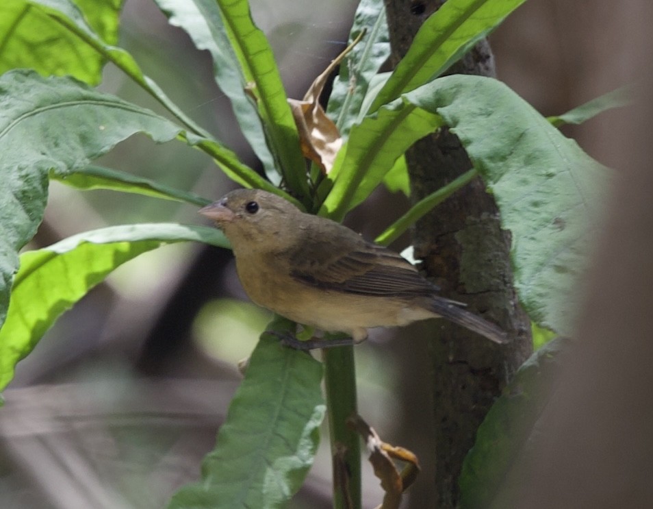 Crimson-breasted Finch - ML643102784